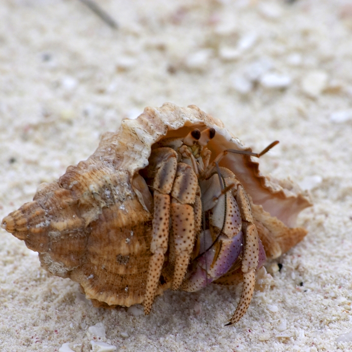 the-hermit-crab-a-christian-creationist-nightmare-filipino-freethinkers