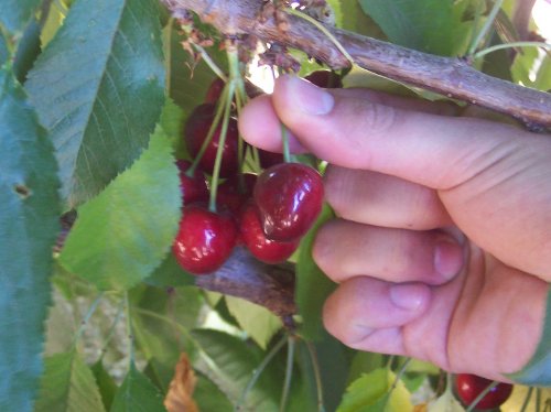 Cherry pciking image from http://outofthestormnews.com/2010/07/22/louisiana-continues-to-improve-punts-cherry-picking-restrictions/
