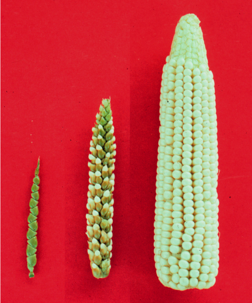 Maize-teosinte